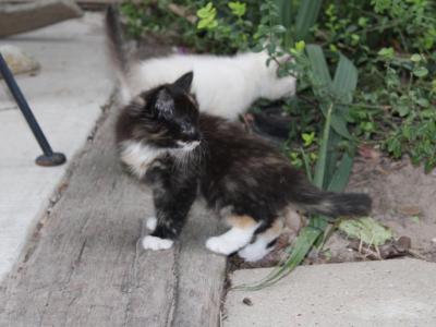 Mitsy - Domestic - Gallery Photo #1