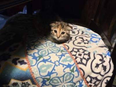 Sammies Scottish Folds - Scottish Fold - Gallery Photo #1