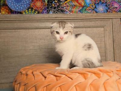 Suzzies Scottish Folds - Scottish Fold - Gallery Photo #1