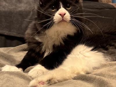 Yoda - Maine Coon - Gallery Photo #1