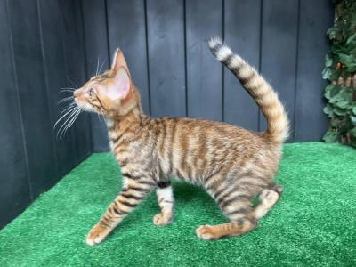 Yun - Toyger - Gallery Photo #1