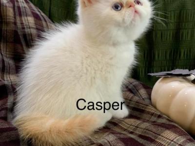 Adorable Exotic Shorthair And Longhair Kittens - Exotic - Gallery Photo #1