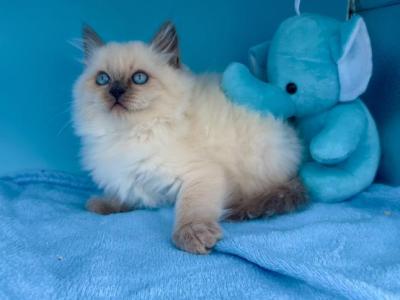Lilu - Siberian - Gallery Photo #1
