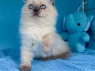 Mochi - Siberian - Gallery Photo #1