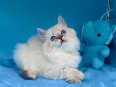 Pumpkin - Siberian - Gallery Photo #1