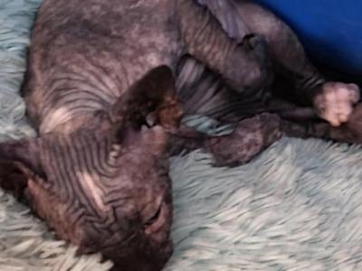 Coal - Sphynx - Gallery Photo #1