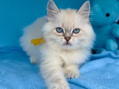 Biscuit - Siberian - Gallery Photo #1
