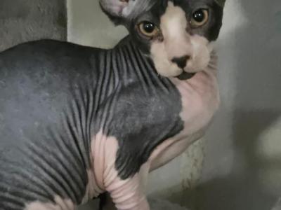 Pixie Bicolor Male - Sphynx - Gallery Photo #1