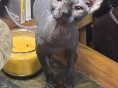 Pixie Female - Sphynx - Gallery Photo #1