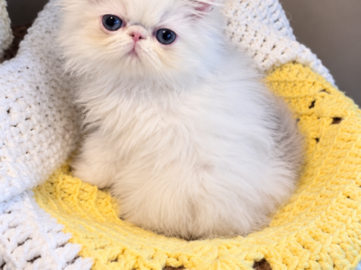Adorable Kittys Available - Himalayan - Gallery Photo #1