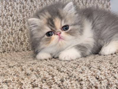Dilute Calico Persian - Persian - Gallery Photo #1