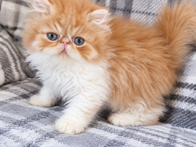 Red And White Persian Kitty - Persian - Gallery Photo #1