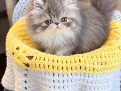 Blue And White Persian Kitty - Persian - Gallery Photo #1