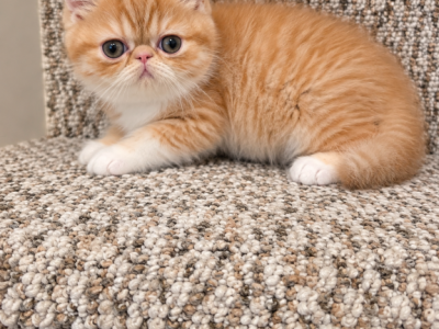 Red And White Exotic Shorthair Persian - Exotic - Gallery Photo #1