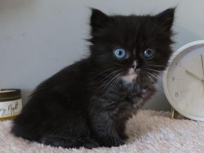 Midnight - Minuet - Gallery Photo #1