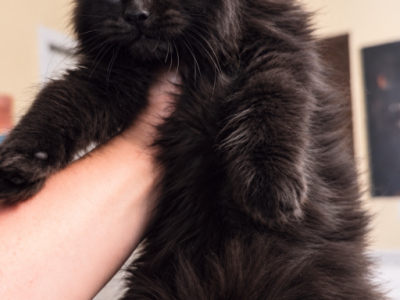 Baron  Black Solid Boy - Maine Coon - Gallery Photo #1