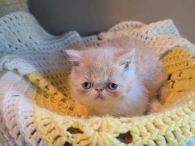 Cream And White Kitten - Exotic - Gallery Photo #1