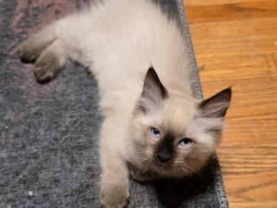 Ragamese - Ragdoll - Gallery Photo #1