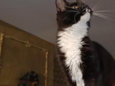 Charlotte - Maine Coon - Gallery Photo #1