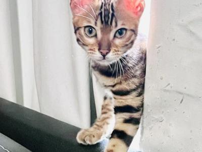 MAKI - Bengal - Gallery Photo #1