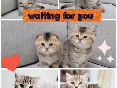 Sweet Baby - Scottish Fold - Gallery Photo #1