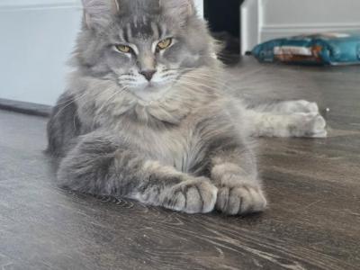 SAPPHIRE - Maine Coon - Gallery Photo #1