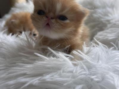 Rare Red Tabby Persian Female - Persian - Gallery Photo #1