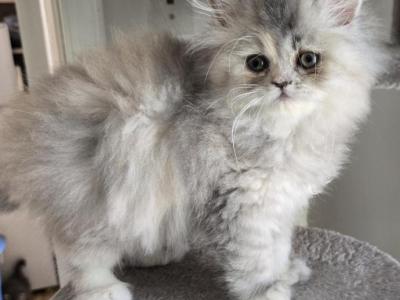 Pinkface - Persian - Gallery Photo #1
