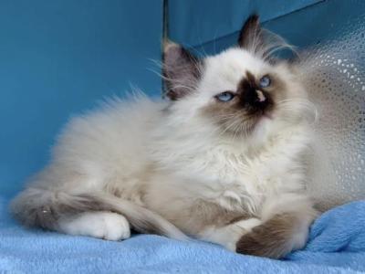 Flora - Siberian - Gallery Photo #1