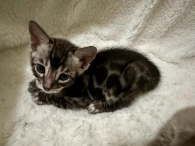 Charcoal Male Mikuni - Bengal - Gallery Photo #1