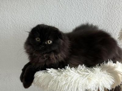 Coco Chanel Scottish Fold - Scottish Fold - Gallery Photo #1