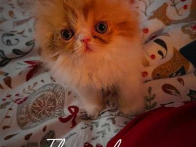 My Adorable Persian Boy - Persian - Gallery Photo #1