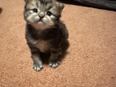Gaston From Q'Bella - British Shorthair - Gallery Photo #1
