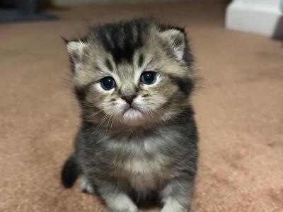 Goliath From Q'Bella - British Shorthair - Gallery Photo #1