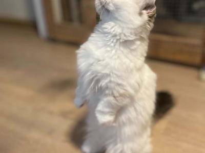 Kiki - Munchkin - Gallery Photo #1