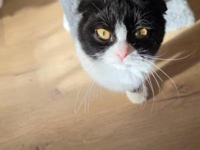 Azizi - Scottish Fold - Gallery Photo #1