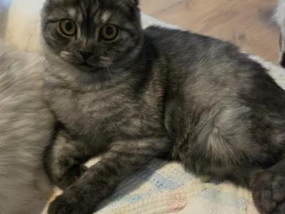 Sammy - Scottish Fold - Gallery Photo #1