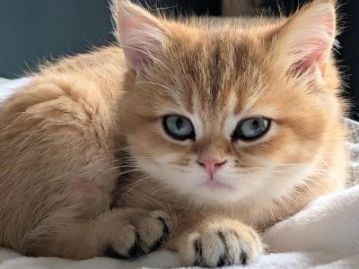 Honey Litter - British Shorthair - Gallery Photo #1