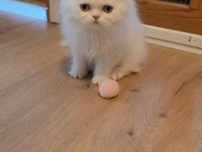 Ms Squish - Scottish Fold - Gallery Photo #1
