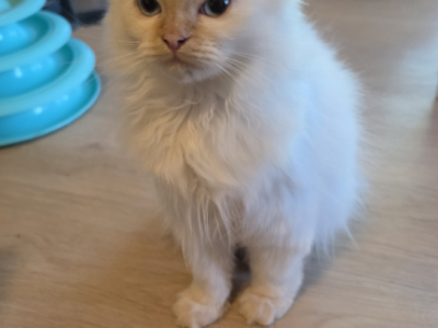 Biscuit - Scottish Straight - Gallery Photo #1