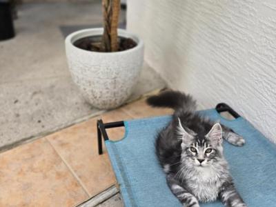 Maine Coon Boy - Maine Coon - Gallery Photo #1