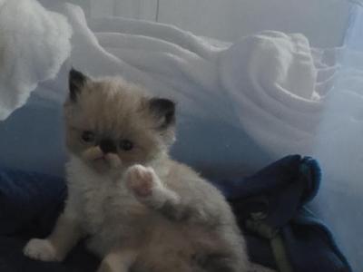 Fluff You Up Gang - Persian - Gallery Photo #1