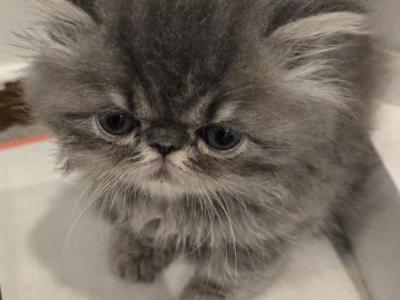 Sugar Bear - Persian - Gallery Photo #1
