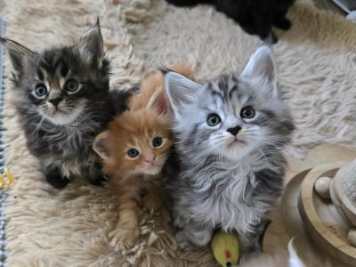 Adorable Maine Coon Kittens - Maine Coon - Gallery Photo #1
