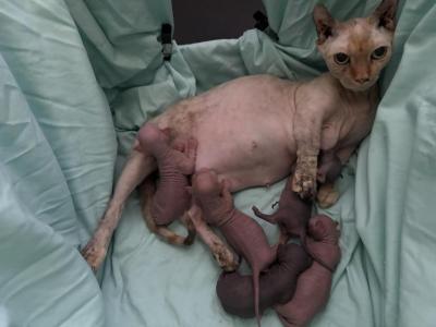 Jelly Bean's Litter - Sphynx - Gallery Photo #1