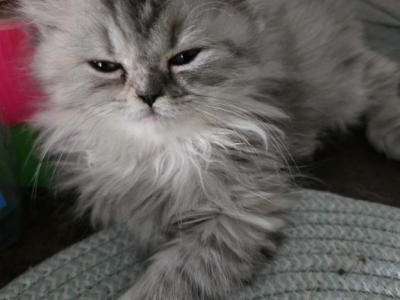 Paisley - Persian - Gallery Photo #1