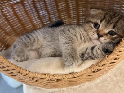 Adorable Scottish Fold Kittens For Adoption - Scottish Fold - Gallery Photo #1