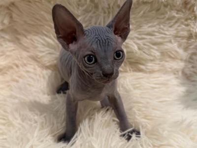Jane - Sphynx - Gallery Photo #1