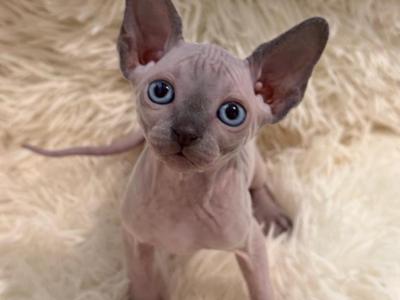 Marie - Sphynx - Gallery Photo #1