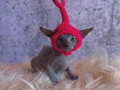Jade - Sphynx - Gallery Photo #1